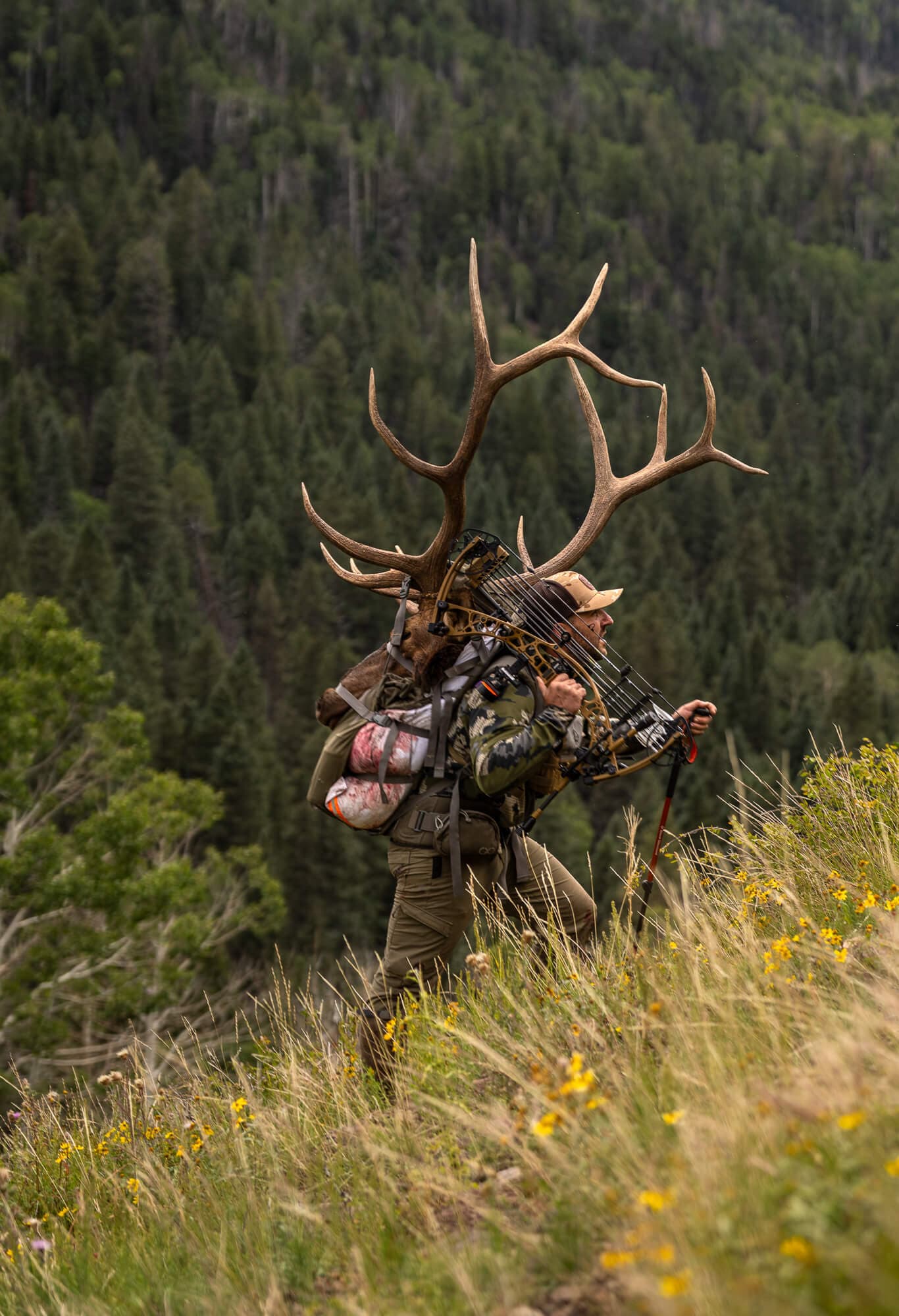 Bugling Elk