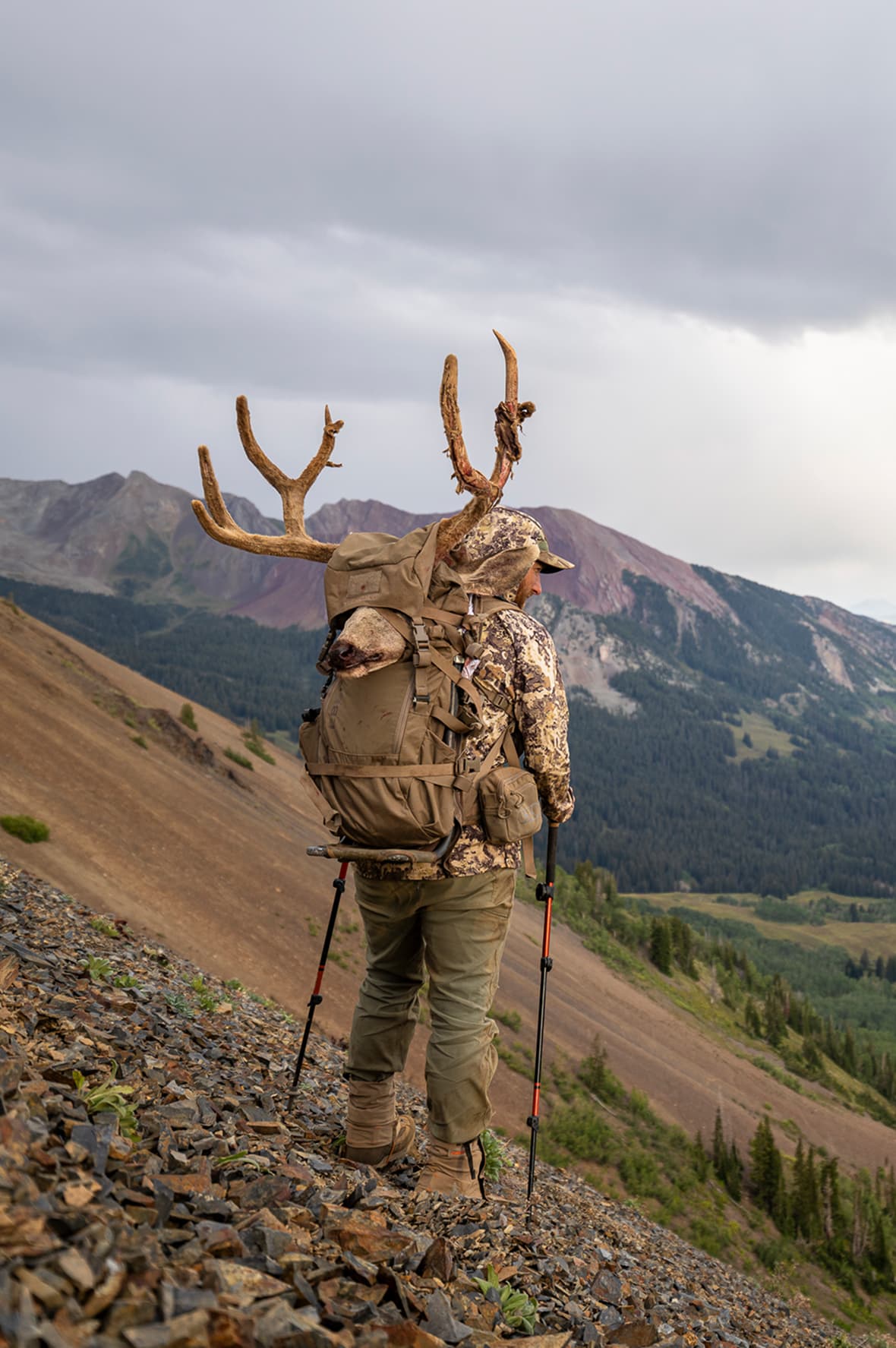 Bugling Elk