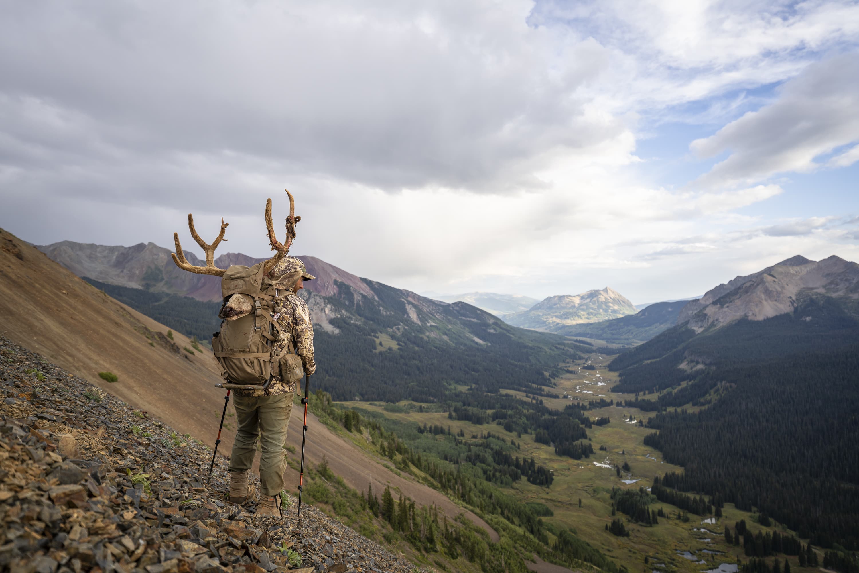 Bugling Elk