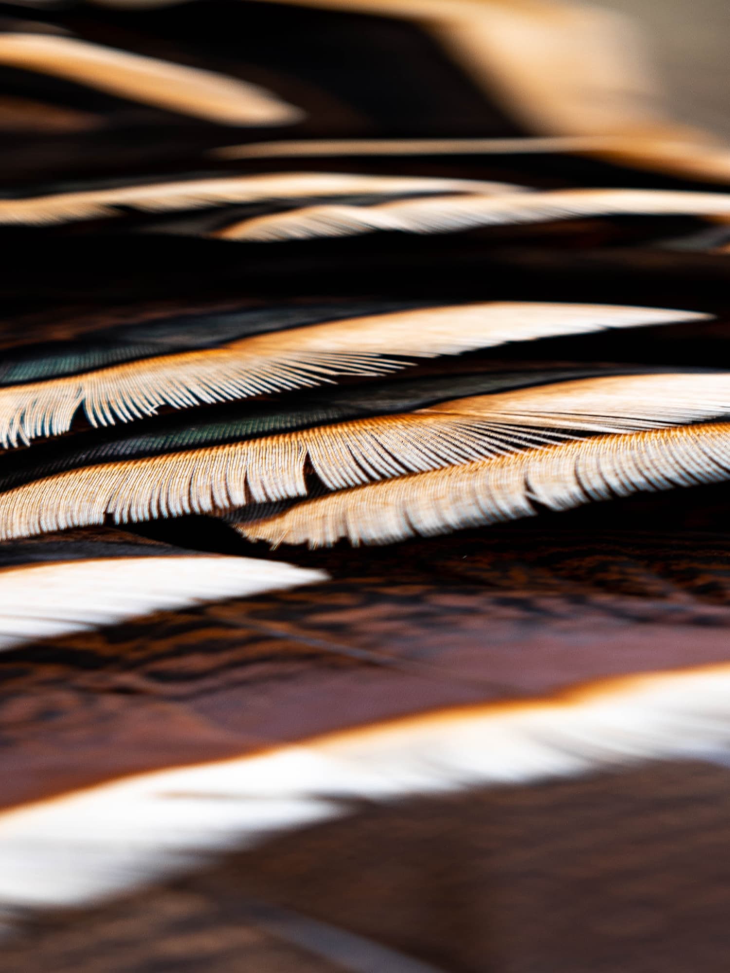 turkey_feathers_1500x2000