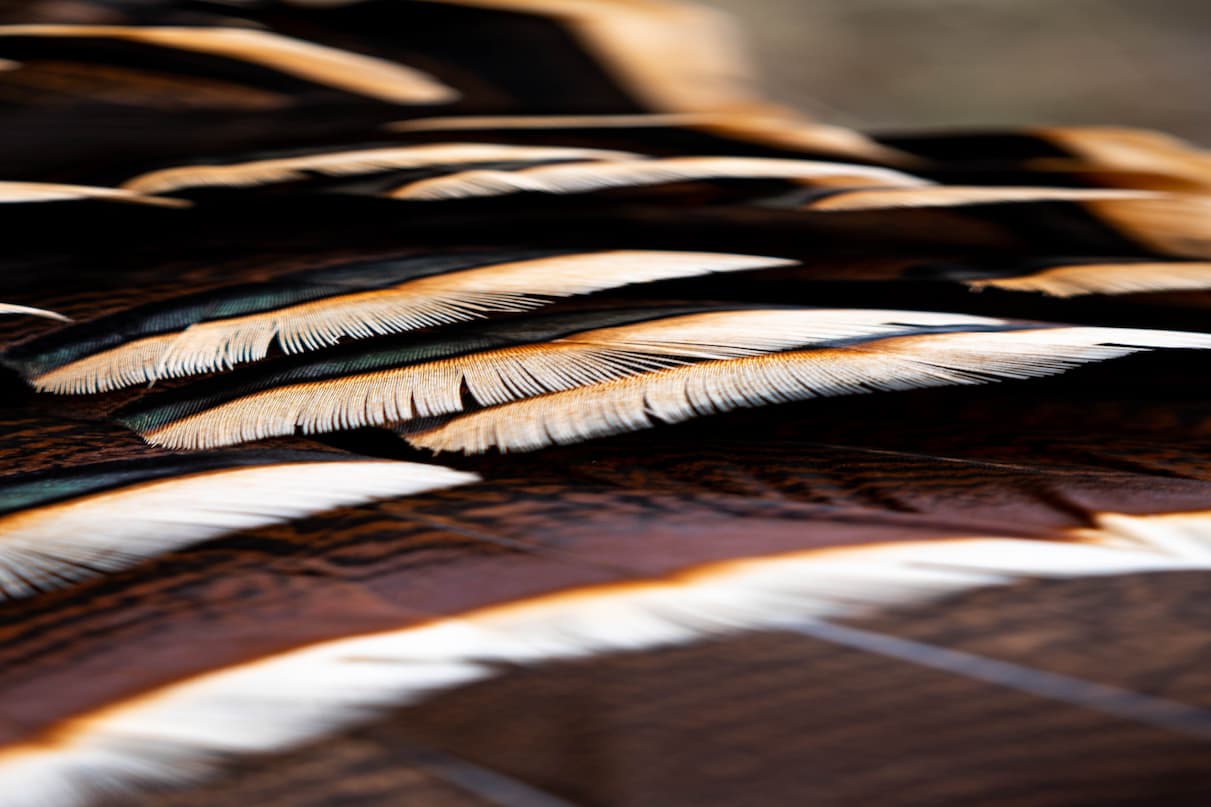 Turkey Hunting Essentials: Gear That Actually Matters